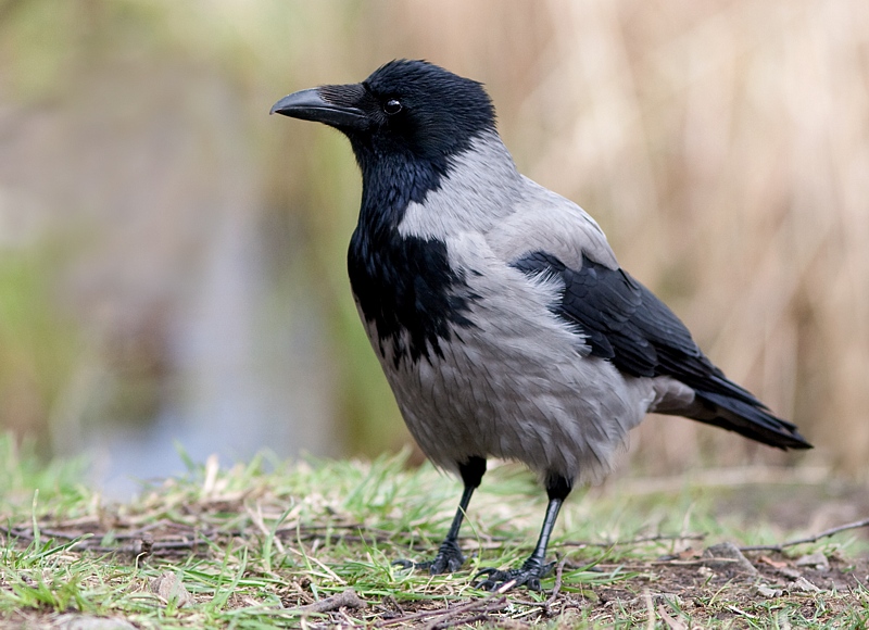 Kråke - Hooded crow (Corvus cornix).jpg
